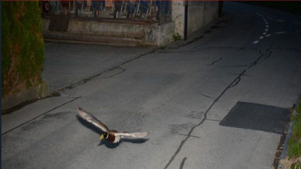 الامارات | صدق أو لا تصدق.. رادار يخالف بطة تطير بسرعة زائدة