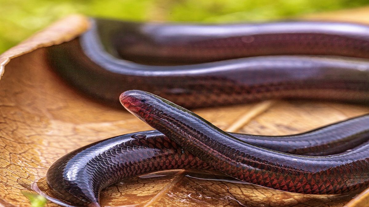 الامارات | كيف يتكاثر ثعبان أعمى ينتمي جنسه بالكامل إلى الإناث؟.. العلماء يقتربون من حل اللغز