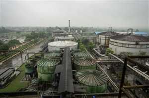 الوقود الحيوي: بين الفوائد البيئية ومخاطر إزالة الغابات