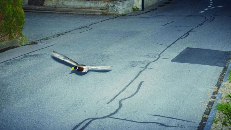 الامارات | رادار يخالف بطة.. «بسبب السرعة الزائدة»