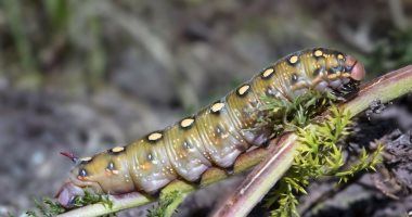 تكنولوجيا: دودة غريبة جديدة عُثر عليها قبالة سواحل إسبانيا تتقلص إلى خمس حجمها