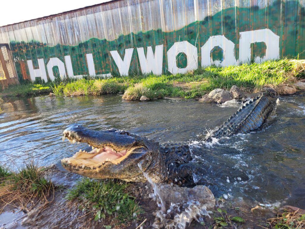 الامارات | التمساح "موريس" يودع الحياة بعد 80 عاما من الشهرة