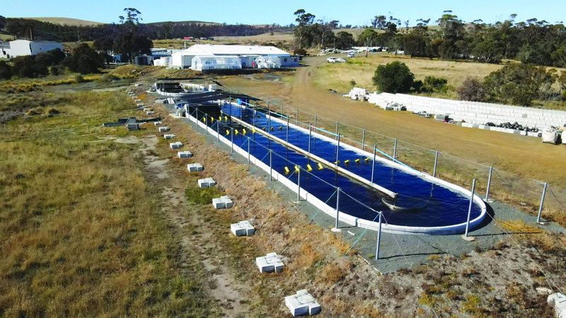 الامارات | مزرعة أسترالية تُنتج طحالب تقلل التأثير المناخي للمواشي