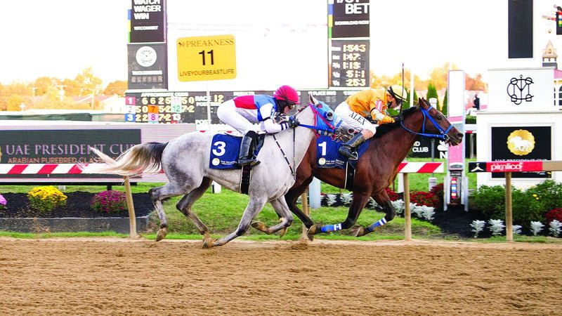 الامارات | نخبة الخيول تتنافس على لقب كأس رئيس الدولة في «بريكنس ستيكس»