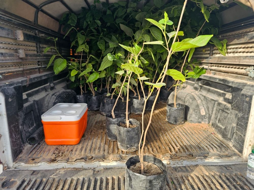 شاهد.. مزارع يوزع شتلات مثمرة مجانًا دعمًا لـ ”السعودية الخضراء“