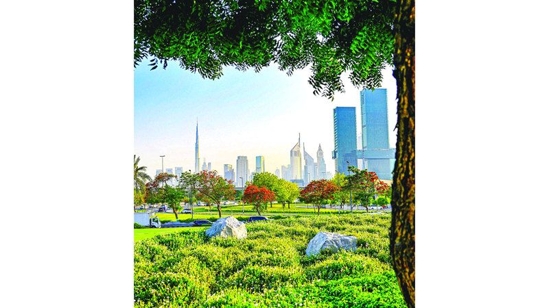 الامارات | «شعلة الصحراء» شريكة في جمال المشهد