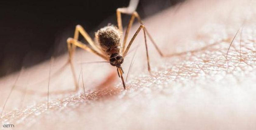 ينقله البعوض.. فيروس غامض يثير الذعر في بريطانيا