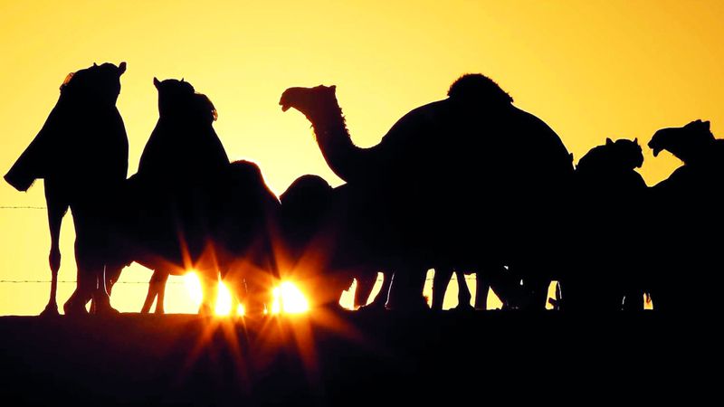 الامارات | معاً نروي قصة ماضينا.. أكاديمية التاريخ تطلق برنامجاً مبتكراً