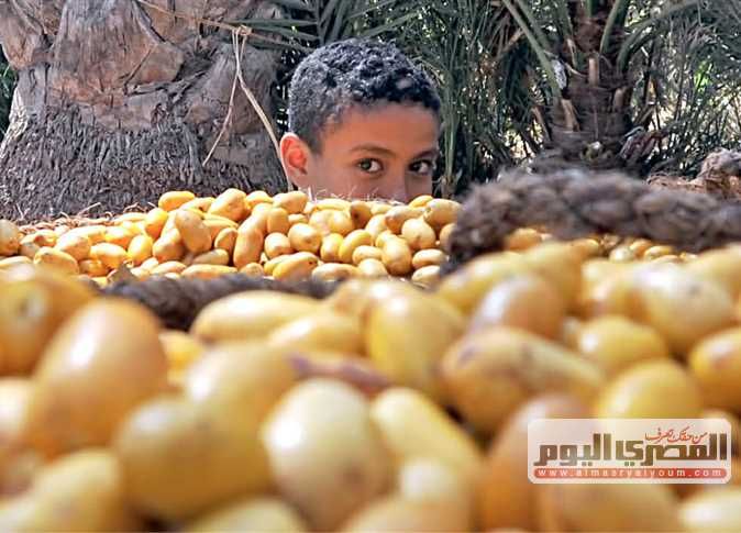 «معلومات الوزراء» يستعرض قيمة التمور وأثرها الاقتصادي في الأسواق العالمية