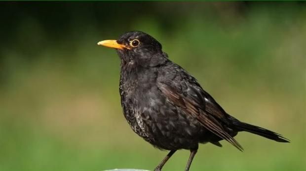 عاجل: فيروس غامض يثير الذعر في بريطانيا.. ينقله البعوض