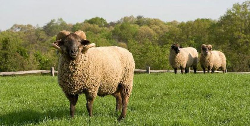 أزمة تهدد عيد الأضحى في لبنان.. 3 أمراض خطيرة تفتك بالمواشي وتحذير من لحومها