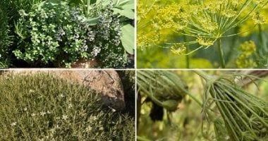ما الفارق بين النباتات الطبية والعطرية؟