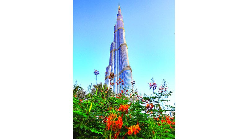 الامارات | «زنبقة الصحراء» وشقيقتها