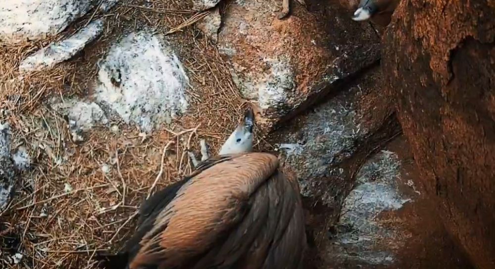 محمية الملك سلمان تتيح رؤية تعشيش النسور النادرة