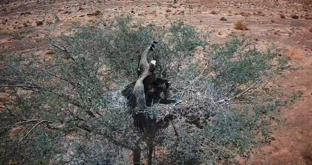 محمية الملك سلمان تتيح رؤية تعشيش النسور النادرة