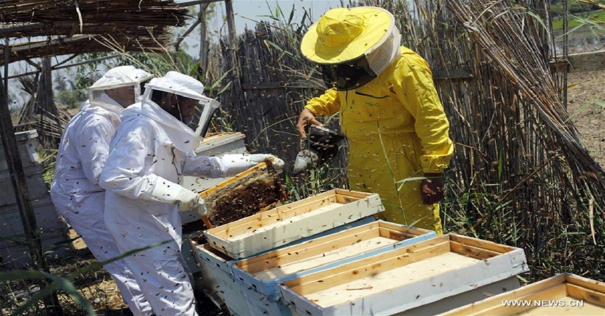 صناعة العسل في الحدود الشمالية.. استثمار واعد بعوائد اقتصادية