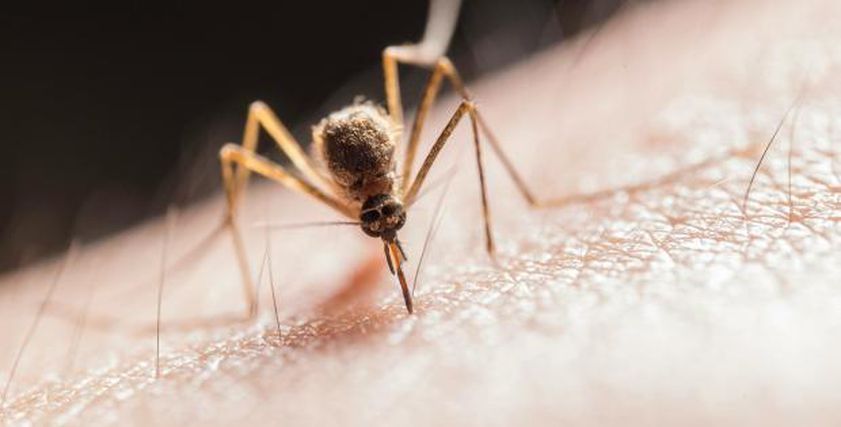 عاجل .. تحذير من فيروس ينقله البعوض في بريطانيا.. 11 علامة للإصابة به