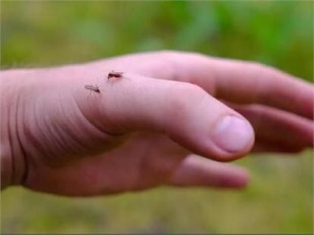 تحذير من فيروس ينقله البعوض في بريطانيا.. 11 علامة للإصابة به