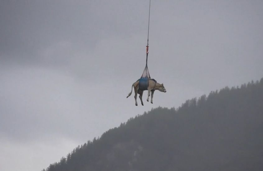 الامارات | سويسرا: الأبقار تنتقل بين الجبال بالطائرات .. (شاهد الفيديو)