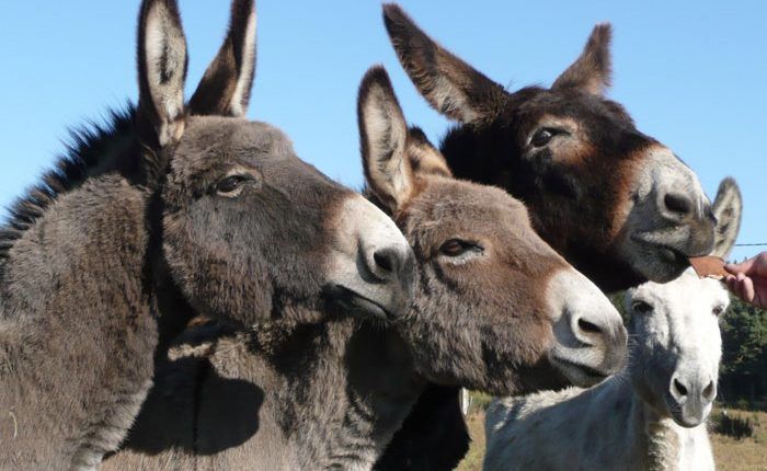 فضيحة.. لحوم خيول وحمير تباع في هذه الشركات على أنها لحم بقر