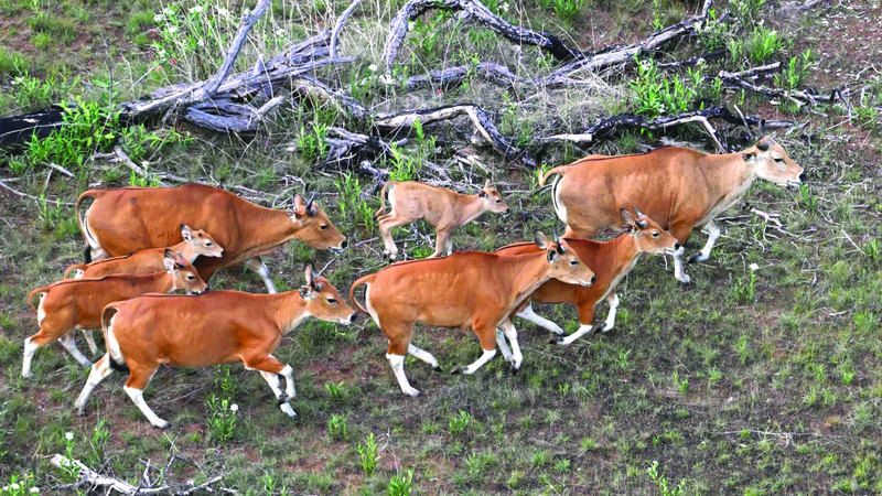 الامارات | بالمروحية.. نقل أبقار برّية مهددة بالانقراض إلى محمية كمبودية
