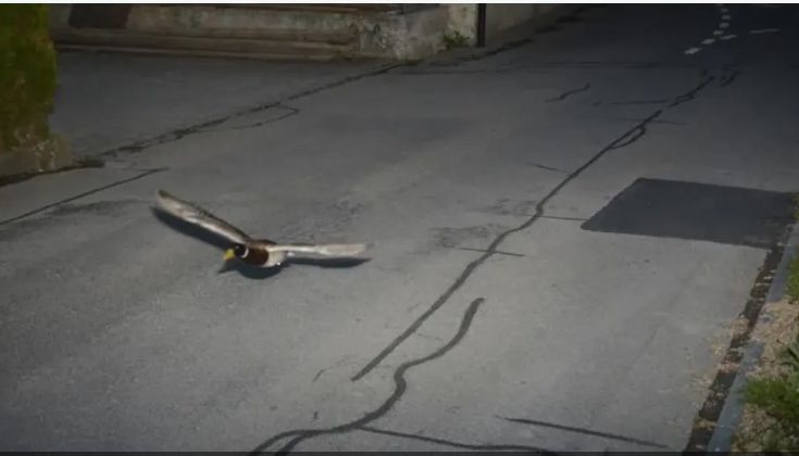 الامارات | رادار يحرر مخالفة لـ "بطة" تجاوزت سرعة الشارع