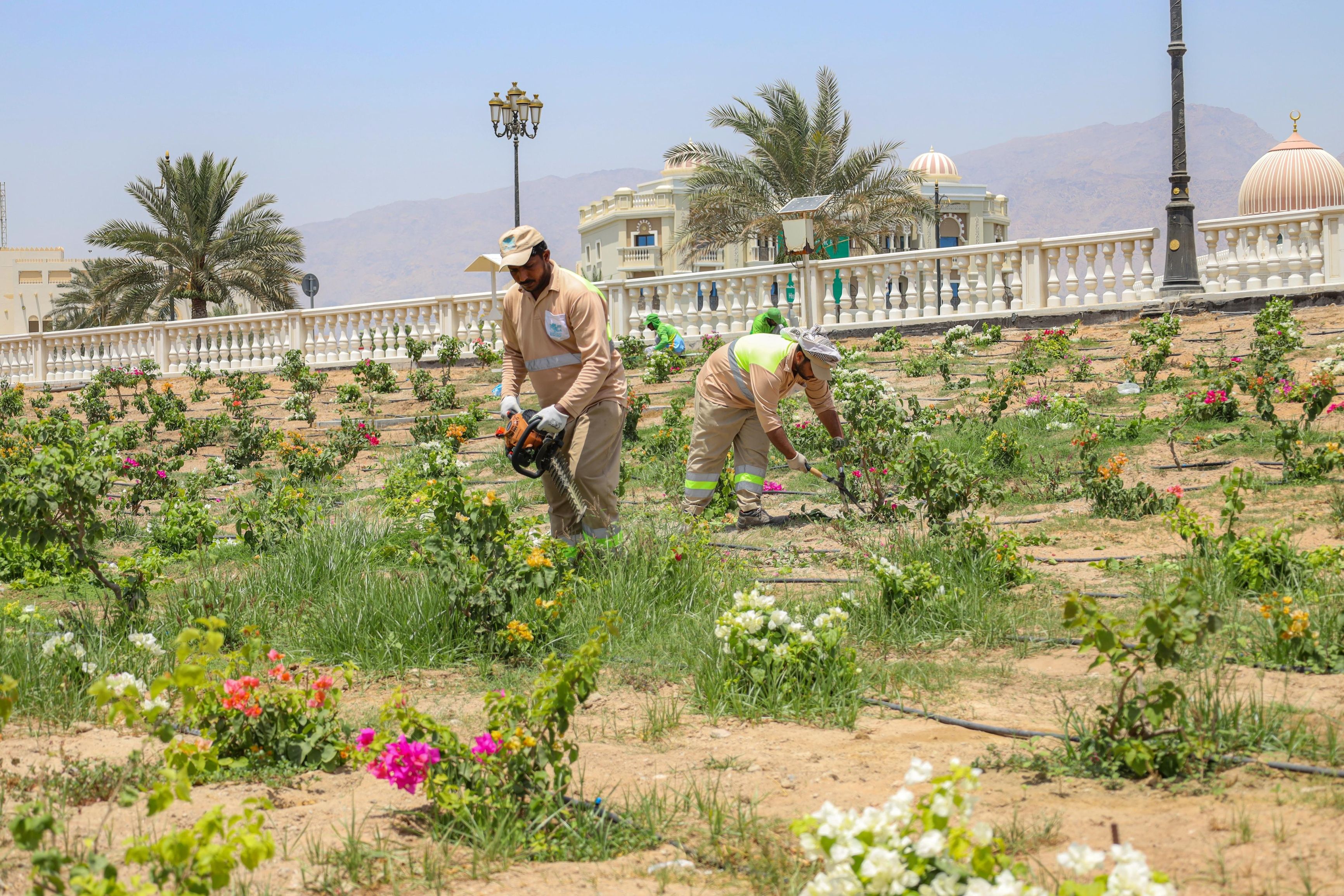 الامارات | بلدية دبا الحصن تستجيب لـ280 بلاغًا طارئًا عن ثعابين وعقارب وحيوانات سائبة