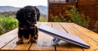 تكنولوجيا: إيلون ماسك يُطلق خدمة ستارلينك فى الهند بباقات لا تتجاوز 10 دولارات شهريًا