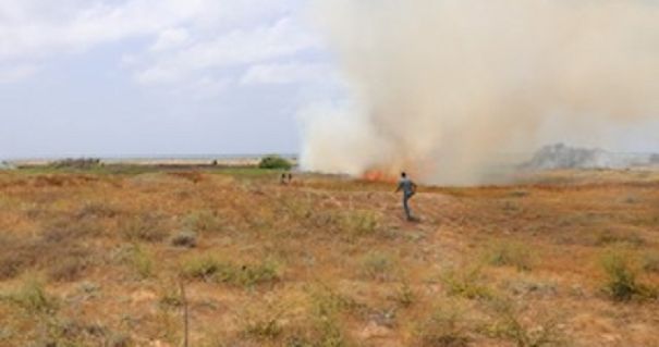 حريق يلتهم أجزاءً واسعة من المنطقة العلمية في محمية شاطئ صور الطبيعية