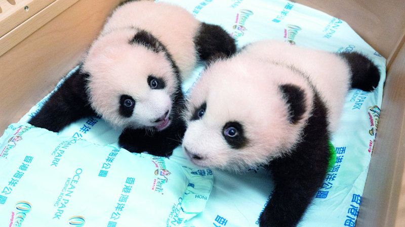 الامارات | تسمية أول توأم باندا مولود في هونغ كونغ