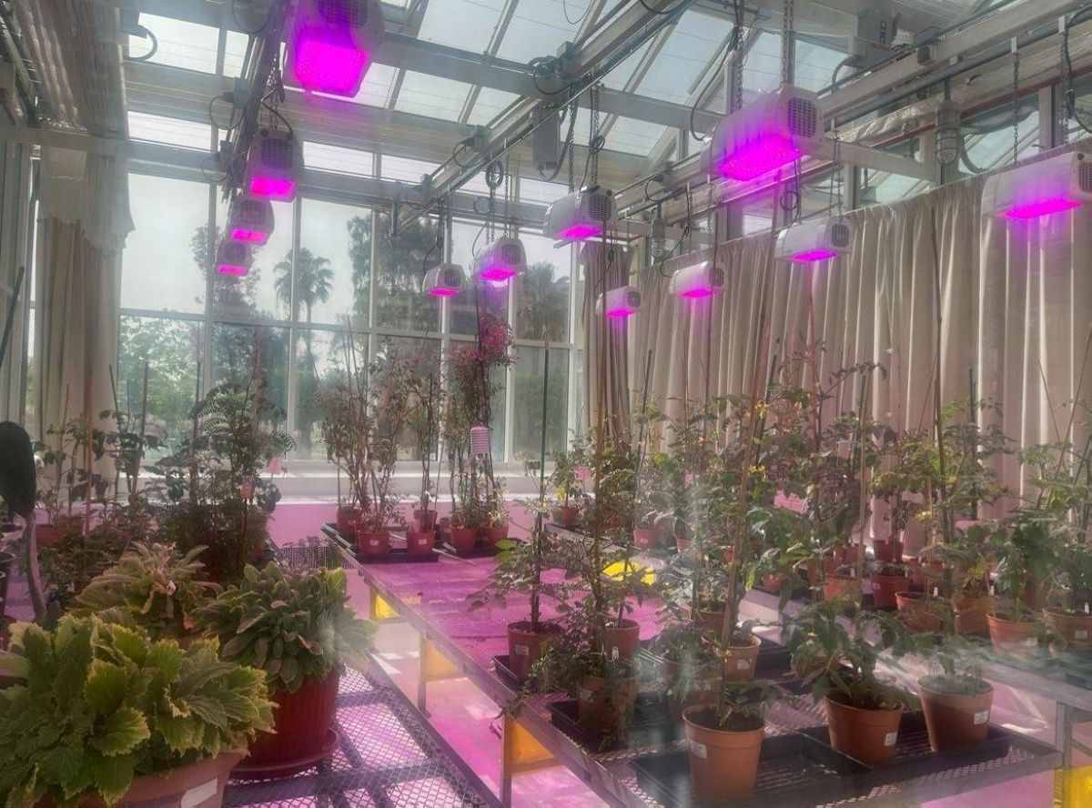 تقنية هجينة من كاوست تحقق قفزة نوعية في إنتاجية المحاصيل الزراعية في المناخات الحارة