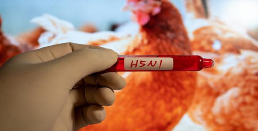 وفاة 4 أشخاص بإنفلونزا الطيور H5N1 في كمبوديا.. اعرف الأعراض ومتى تؤدي للموت؟