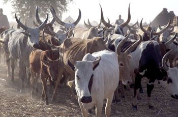 تأييد المشدد 3 سنوات وغرامة 50 ألف جنيه لحرامى المواشى