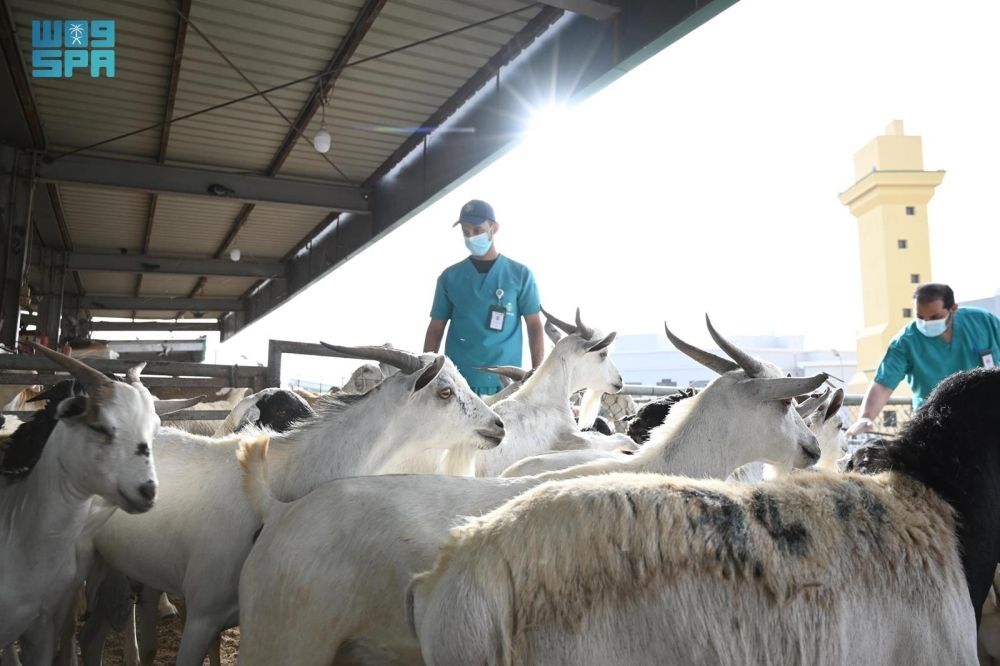 318 ألف فسح صحي للمواشي