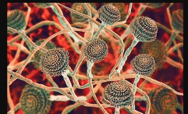 تحذيرات من فطريات قاتلة في بريطانيا تهدد حياة البشرية.. تقاوم الأدوية والمطهرات 