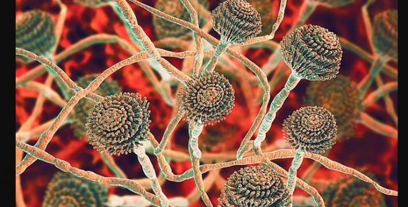 تحذيرات من فطريات قاتلة في بريطانيا تهدد حياة البشرية.. تقاوم الأدوية والمطهرات 