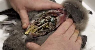 تكنولوجيا: طيور بجزر أسترالية تُصدر أصوات "طقطقة" بسبب امتلاء جوفها بالبلاستيك