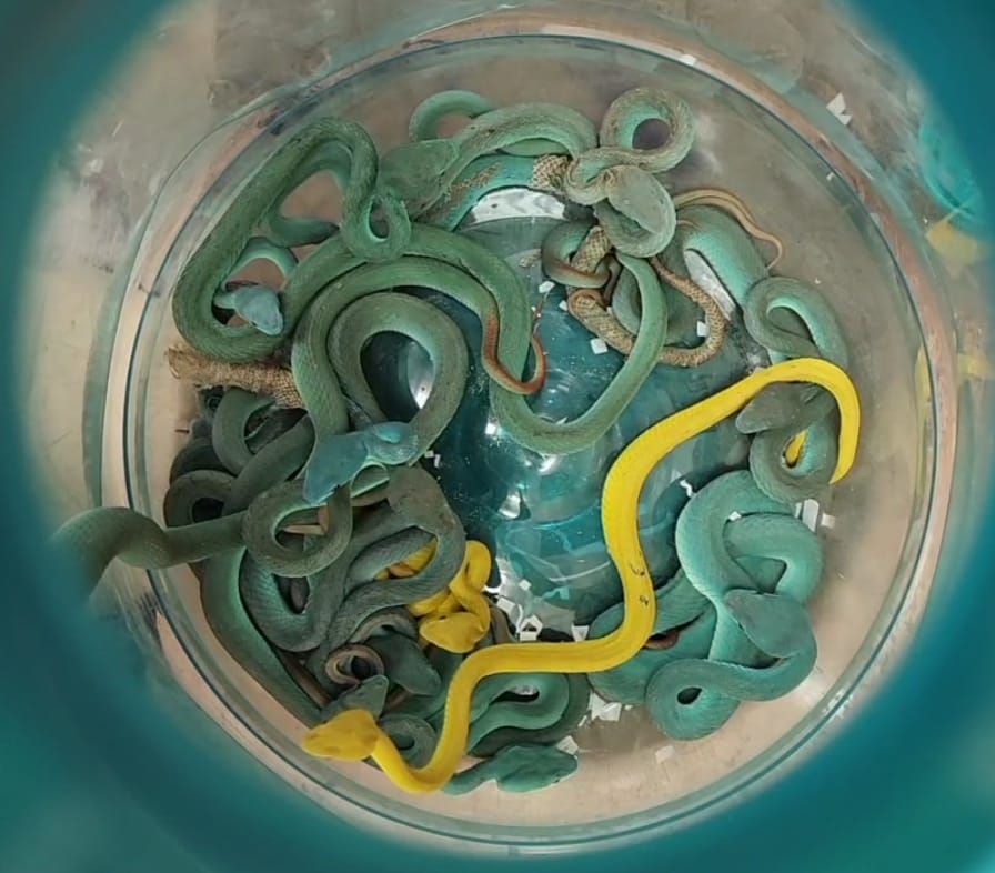 الامارات | الهند تحبط تهريب ثعابين نادرة بمطار مومباي