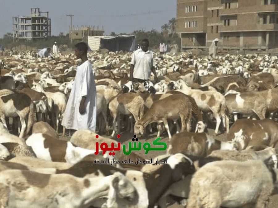 في سابقة تعد الأولى من نوعها.. دولة عربية تلغي شعيرة ذبح الأضاحي هذا العام لهذا السبب (….) وتحذيرات للسودانيين المقيمين فيها