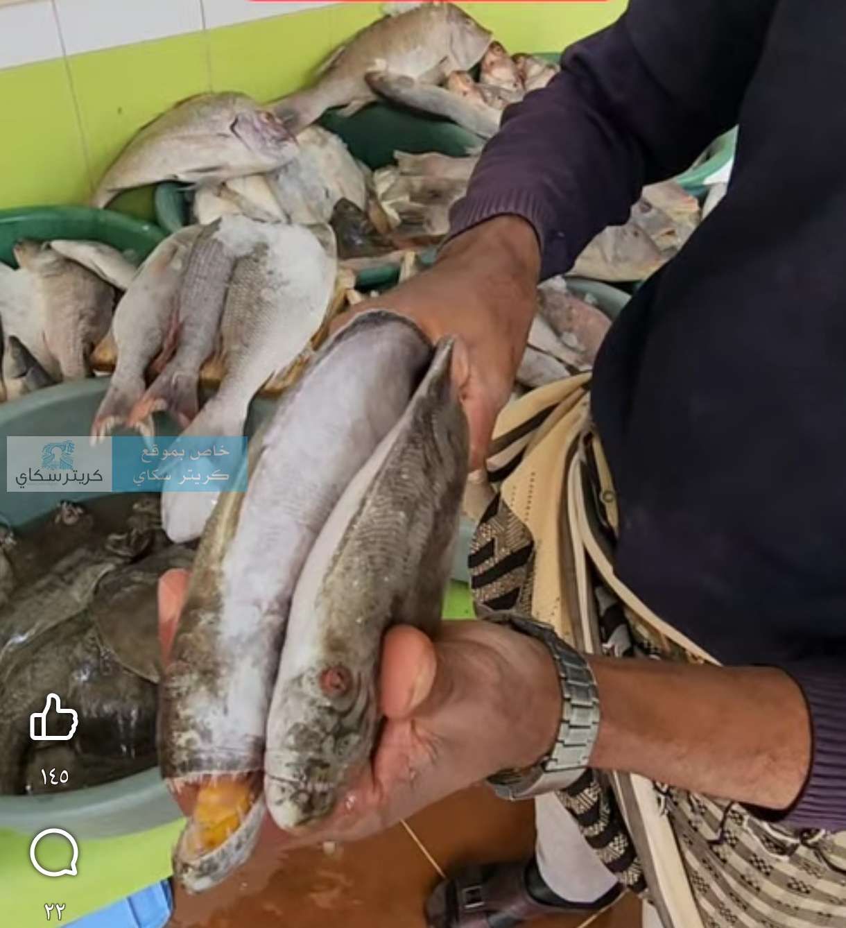 بائع سمك في صنعاء يثير الجدل ببيعه لمسكة يدعي بانه هذا النبي قام بشقها لنصفين(صورة)