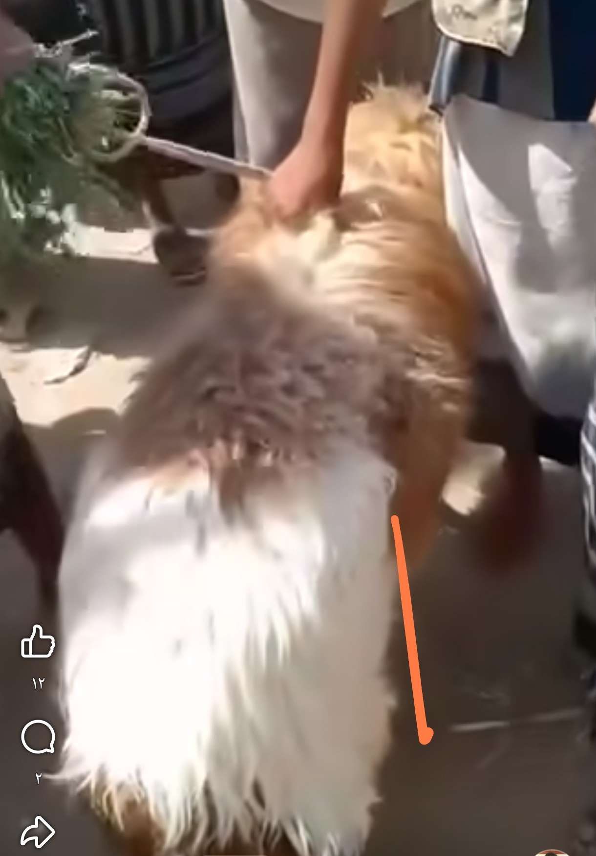 شاهد عرض كبش للبيع بسعر تاريخي لم يحدث من قبل عدن