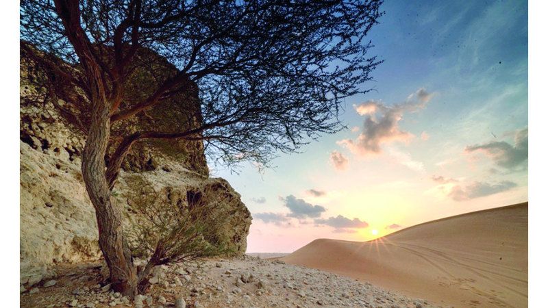 الامارات | «منتزه مليحة الوطني».. 100 نوع من الكائنات الحية في بيئتها الصحراوية