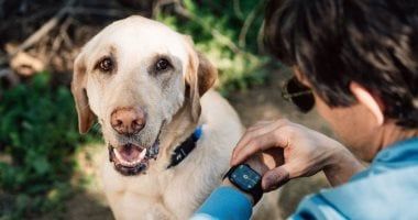 تكنولوجيا: طوق للكلاب مدعوم بـ AI يتيح مراقبة الحيوانات الأليفة عبر ساعة آبل