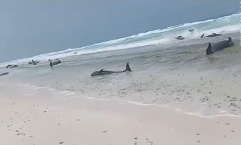 توجيهات بتحقيق عاجل في نفوق جماعي للدلافين على أحد شواطئ سقطرى