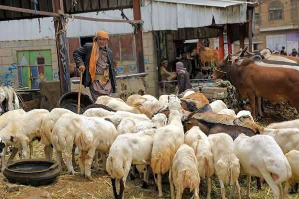 تعثر شراء اضاحي العيد لاول مرة