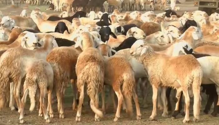 شاهد بالصورة.. رغم الحرب والظروف الإقتصادية.. السودان أرخص الدول العربية في تكلفة شراء “خروف” الأضحية ومتابعون: (رغم كل شيء نحن الأرخص فمن يستطيع حصارنا)