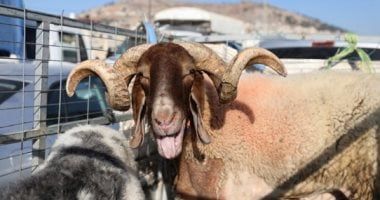 تكنولوجيا: لو بتحب التصوير.. كيف تلتقط صور أضحية احترافية بالموبايل؟