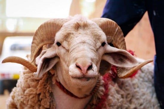 طالع الأبراج: الأبراج والترابط الأسري.. مين بيجمع العيلة ومين بيحب العزلة في العيد؟
