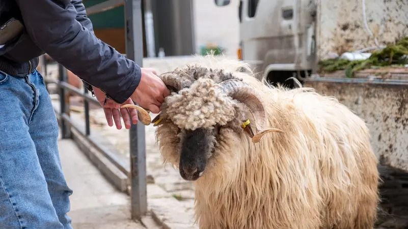 الامارات | بسبب جزارين هواة ولحّامين بلا خبرة .. 14 ألف مصاب في تركيا خلال ذبح الأضاحي