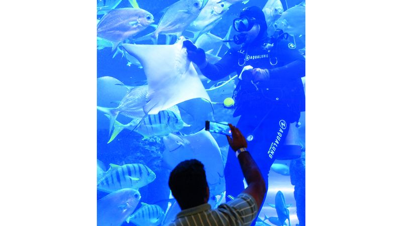 الامارات | رحلة بين أسماك القرش والراي